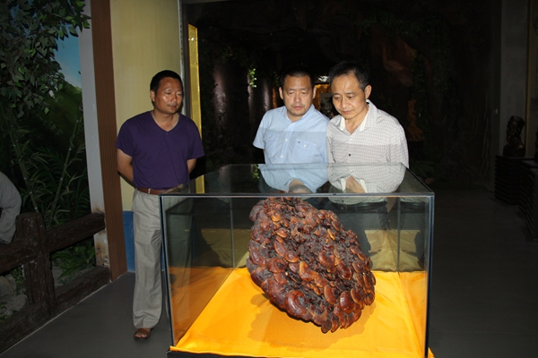 杭州亞運(yùn)會(huì)官方靈芝產(chǎn)品供應(yīng)商|杭州亞運(yùn)會(huì)官方供應(yīng)商|中國靈芝十大品牌|仙客來靈芝|仙客來靈芝破壁孢子粉|仙客來孢子油|仙客來靈芝飲片|仙客來破壁孢子粉|靈芝孢子油|孢子粉|靈芝破壁孢子粉|靈芝|中華老字號