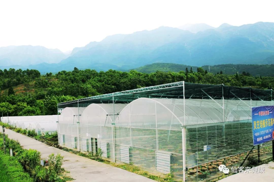 中國靈芝十大品牌|仙客來靈芝|仙客來靈芝破壁孢子粉|仙客來孢子油|仙客來靈芝飲片|仙客來破壁孢子粉|仙客來靈芝中藥飲片|馳名商標(biāo)|m.mirangroup.cn| 中國靈芝十大品牌|仙客來靈芝|仙客來靈芝破壁孢子粉|仙客來孢子油|仙客來靈芝飲片|仙客來破壁孢子粉|仙客來靈芝中藥飲片|馳名商標(biāo)|m.mirangroup.cn|