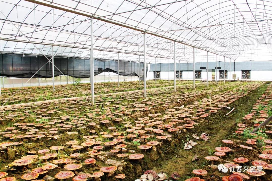 中國靈芝十大品牌|仙客來靈芝|仙客來靈芝破壁孢子粉|仙客來孢子油|仙客來靈芝飲片|仙客來破壁孢子粉|仙客來靈芝中藥飲片|馳名商標(biāo)|m.mirangroup.cn| 中國靈芝十大品牌|仙客來靈芝|仙客來靈芝破壁孢子粉|仙客來孢子油|仙客來靈芝飲片|仙客來破壁孢子粉|仙客來靈芝中藥飲片|馳名商標(biāo)|m.mirangroup.cn|