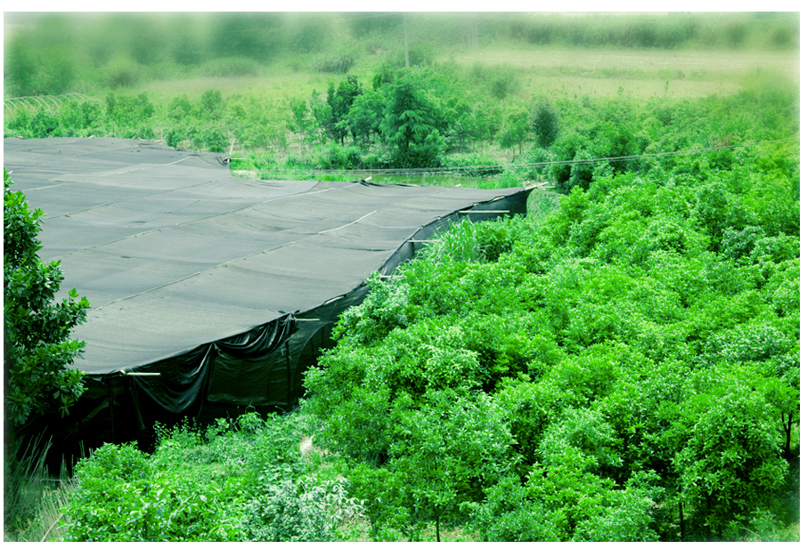 中國靈芝十大品牌|仙客來靈芝|仙客來靈芝破壁孢子粉|仙客來孢子油|仙客來靈芝飲片|仙客來破壁孢子粉|仙客來靈芝中藥飲片|馳名商標|m.mirangroup.cn|