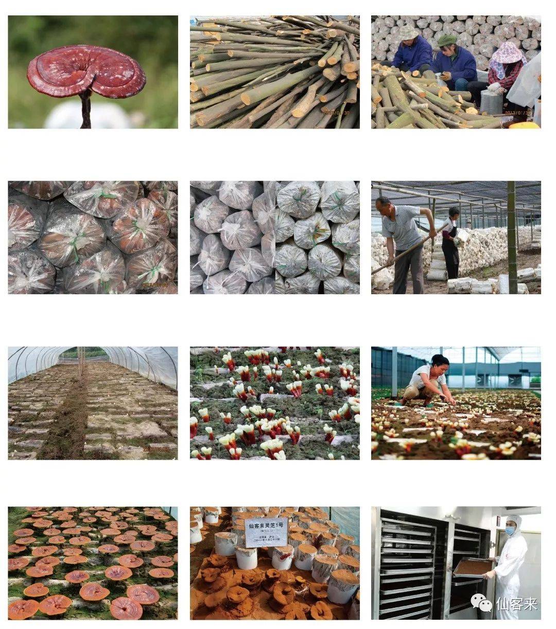 中國(guó)靈芝十大品牌|仙客來(lái)靈芝|仙客來(lái)靈芝破壁孢子粉|仙客來(lái)孢子油|仙客來(lái)靈芝飲片|仙客來(lái)破壁孢子粉|仙客來(lái)靈芝中藥飲片|馳名商標(biāo)|m.mirangroup.cn| 中國(guó)靈芝十大品牌|仙客來(lái)靈芝|仙客來(lái)靈芝破壁孢子粉|仙客來(lái)孢子油|仙客來(lái)靈芝飲片|仙客來(lái)破壁孢子粉|仙客來(lái)靈芝中藥飲片|馳名商標(biāo)|m.mirangroup.cn|