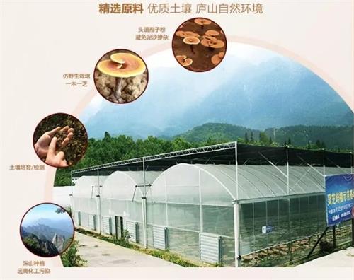 杭州亞運(yùn)會(huì)官方靈芝產(chǎn)品供應(yīng)商|杭州亞運(yùn)會(huì)官方供應(yīng)商|中國(guó)靈芝十大品牌|仙客來(lái)靈芝|仙客來(lái)靈芝破壁孢子粉|仙客來(lái)孢子油|仙客來(lái)靈芝飲片|仙客來(lái)破壁孢子粉|靈芝孢子油|孢子粉|靈芝破壁孢子粉|靈芝|中華老字號(hào) 杭州亞運(yùn)會(huì)官方靈芝產(chǎn)品供應(yīng)商|杭州亞運(yùn)會(huì)官方供應(yīng)商|中國(guó)靈芝十大品牌|仙客來(lái)靈芝|仙客來(lái)靈芝破壁孢子粉|仙客來(lái)孢子油|仙客來(lái)靈芝飲片|仙客來(lái)破壁孢子粉|靈芝孢子油|孢子粉|靈芝破壁孢子粉|靈芝|中華老字號(hào)