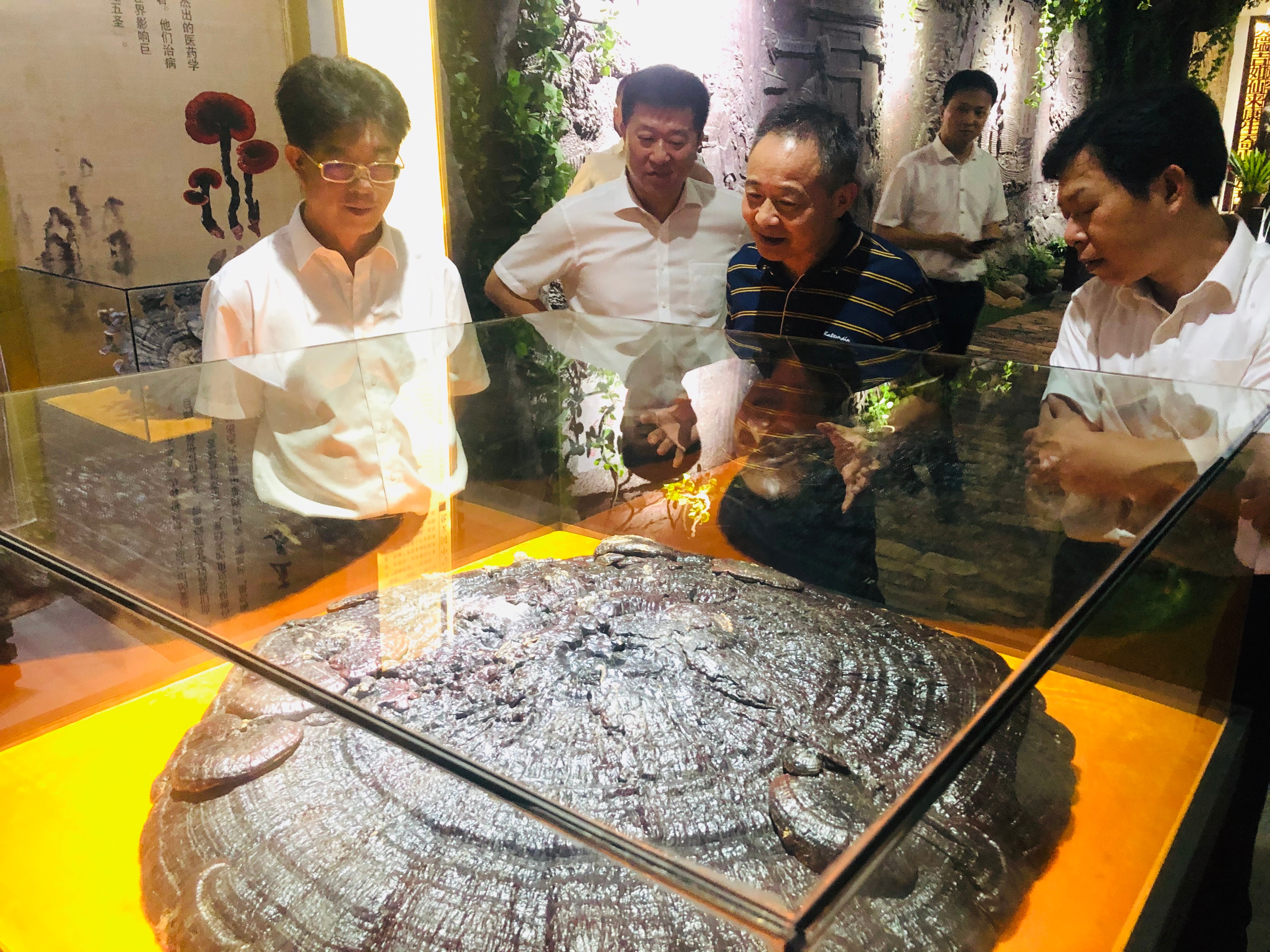 杭州亞運會官方靈芝產(chǎn)品供應商|杭州亞運會官方供應商|中國靈芝十大品牌|仙客來靈芝|仙客來靈芝破壁孢子粉|仙客來孢子油|仙客來靈芝飲片|仙客來破壁孢子粉|靈芝孢子油|孢子粉|靈芝破壁孢子粉|靈芝|中華老字號 杭州亞運會官方靈芝產(chǎn)品供應商|杭州亞運會官方供應商|中國靈芝十大品牌|仙客來靈芝|仙客來靈芝破壁孢子粉|仙客來孢子油|仙客來靈芝飲片|仙客來破壁孢子粉|靈芝孢子油|孢子粉|靈芝破壁孢子粉|靈芝|中華老字號