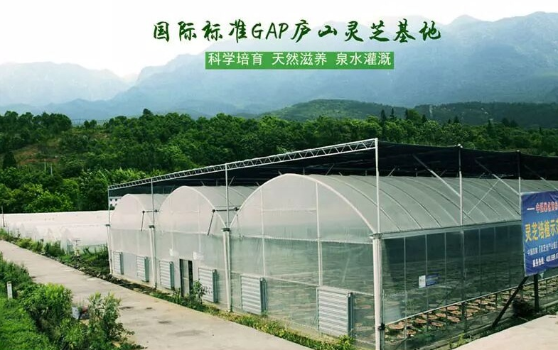 杭州亞運(yùn)會(huì)官方靈芝產(chǎn)品供應(yīng)商|杭州亞運(yùn)會(huì)官方供應(yīng)商|中國(guó)靈芝十大品牌|仙客來(lái)靈芝|仙客來(lái)靈芝破壁孢子粉|仙客來(lái)孢子油|仙客來(lái)靈芝飲片|仙客來(lái)破壁孢子粉|靈芝孢子油|孢子粉|靈芝破壁孢子粉|靈芝|中華老字號(hào) 杭州亞運(yùn)會(huì)官方靈芝產(chǎn)品供應(yīng)商|杭州亞運(yùn)會(huì)官方供應(yīng)商|中國(guó)靈芝十大品牌|仙客來(lái)靈芝|仙客來(lái)靈芝破壁孢子粉|仙客來(lái)孢子油|仙客來(lái)靈芝飲片|仙客來(lái)破壁孢子粉|靈芝孢子油|孢子粉|靈芝破壁孢子粉|靈芝|中華老字號(hào)