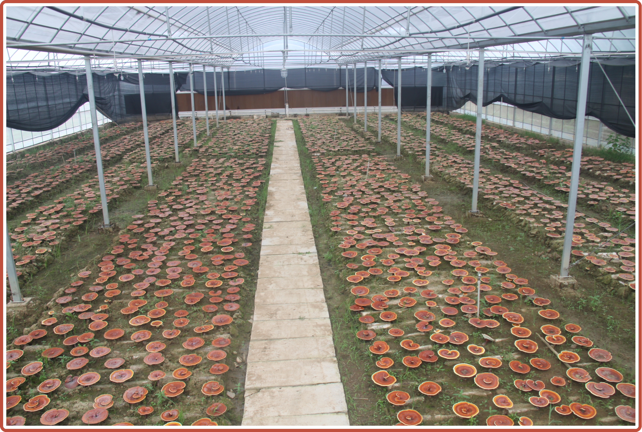 杭州亞運會官方靈芝產(chǎn)品供應(yīng)商|杭州亞運會官方供應(yīng)商|中國靈芝十大品牌|仙客來靈芝|仙客來靈芝破壁孢子粉|仙客來孢子油|仙客來靈芝飲片|仙客來破壁孢子粉|靈芝孢子油|孢子粉|靈芝破壁孢子粉|靈芝|中華老字號 杭州亞運會官方靈芝產(chǎn)品供應(yīng)商|杭州亞運會官方供應(yīng)商|中國靈芝十大品牌|仙客來靈芝|仙客來靈芝破壁孢子粉|仙客來孢子油|仙客來靈芝飲片|仙客來破壁孢子粉|靈芝孢子油|孢子粉|靈芝破壁孢子粉|靈芝|中華老字號