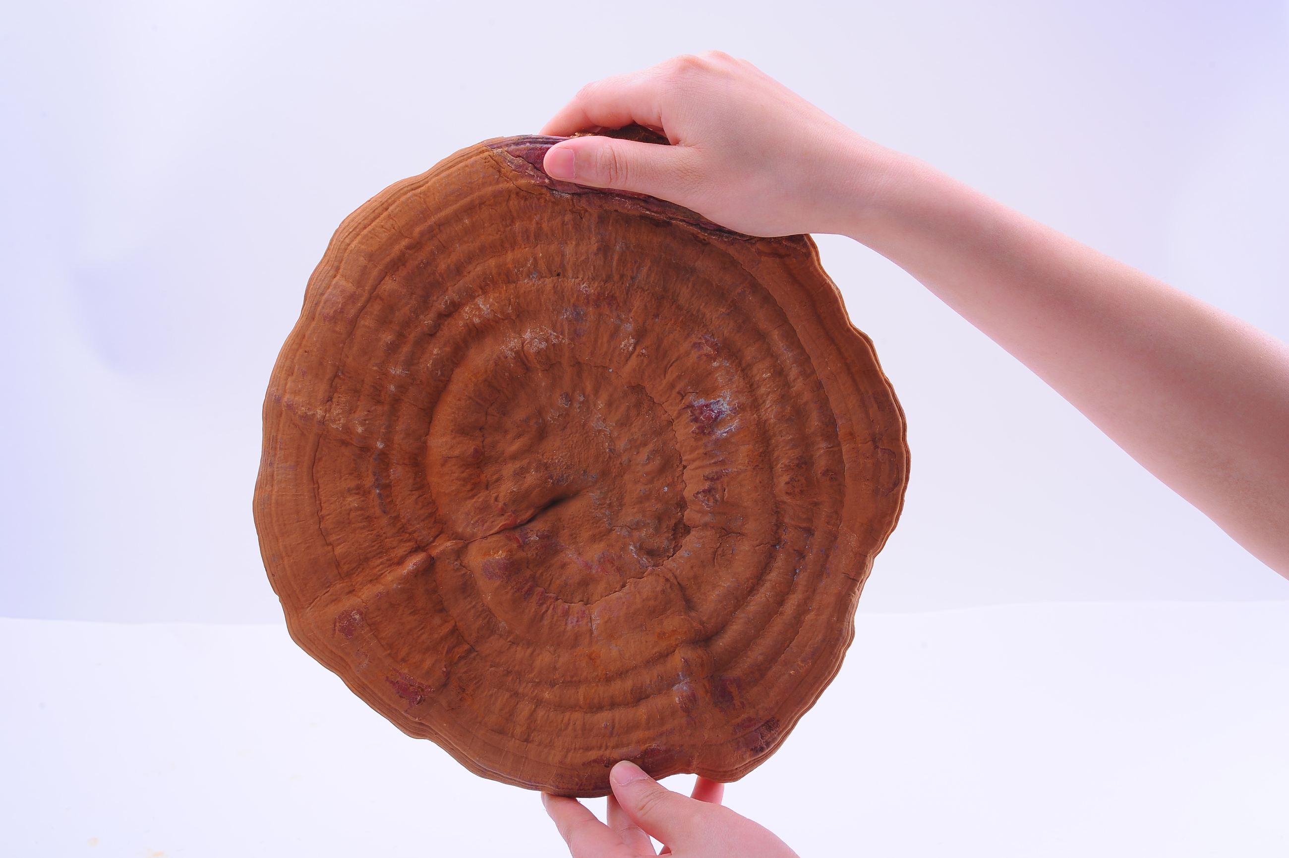 杭州亞運會官方靈芝產(chǎn)品供應(yīng)商|杭州亞運會官方供應(yīng)商|中國靈芝十大品牌|仙客來靈芝|仙客來靈芝破壁孢子粉|仙客來孢子油|仙客來靈芝飲片|仙客來破壁孢子粉|靈芝孢子油|孢子粉|靈芝破壁孢子粉|靈芝|中華老字號